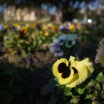 圖例: Tamron 24mm f/2.8 Di III OSD M1:2 + Sony Alpha 7RII - RAW-Lightroom Classic CC v9.2