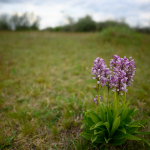 Ukázkové fotografie: Nikon Z 7 + Nikkor Z 20mm f/1.8 S -  RAW-Lightroom CC v10.1.1