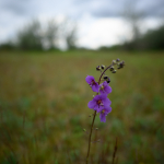 Ukázkové fotografie: Nikon Z 7 + Nikkor Z 20mm f/1.8 S -  RAW-Lightroom CC v10.1.1