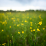 Ukázkové fotografie: Nikon Z 7 + Nikkor Z 20mm f/1.8 S -  RAW-Lightroom CC v10.1.1