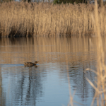 Minta fotók: Nikon Z 7 + Nikkor Z 24-200mm f/4-6.3 VR -  RAW-Lightroom CC v10.1.1