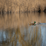 Przykładowe zdjęcia: Nikon Z 7 + Nikkor Z 24-200mm f/4-6.3 VR -  RAW-Lightroom CC v10.1.1