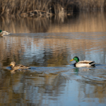 Przykładowe zdjęcia: Nikon Z 7 + Nikkor Z 24-200mm f/4-6.3 VR -  RAW-Lightroom CC v10.1.1