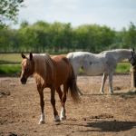 Musterfotos: Tamron 70-180mm f/2.8 Di III VXD + Sony Alpha 7RII - RAW-Lightroom Classic CC v9.2