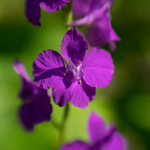圖例: Tamron 70-180mm f/2.8 Di III VXD + Sony Alpha 7RII - RAW-Lightroom Classic CC v9.2