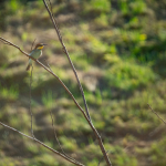 Minta fotók: Sigma 100-400mm f/5-6.3 DG DN OS | C + Sony Alpha 7R II - RAW-Lightroom Classic CC