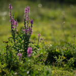 Fotografii mostre: Sigma 100-400mm f/5-6.3 DG DN OS | C + Sony Alpha 7R II - RAW-Lightroom Classic CC