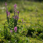 Fotografii mostre: Sigma 100-400mm f/5-6.3 DG DN OS | C + Sony Alpha 7R II - RAW-Lightroom Classic CC