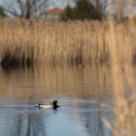 Fotografii mostre: Nikon Z 7 + Nikkor Z 70-200mm f/2.8 VR S -  RAW-Lightroom CC v10.1.1