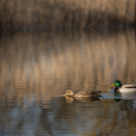 Ukázkové fotografie: Nikon Z 7 + Nikkor Z 70-200mm f/2.8 VR S -  RAW-Lightroom CC v10.1.1