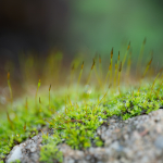 Minta fotók: Sigma 105mm f/2.8 DG DN Macro | Art + Sony Alpha 7R II - RAW-Lightroom Classic CC