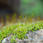 Fotografii mostre: Sigma 105mm f/2.8 DG DN Macro | Art + Sony Alpha 7R II - RAW-Lightroom Classic CC