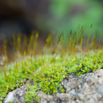 Fotografii mostre: Sigma 105mm f/2.8 DG DN Macro | Art + Sony Alpha 7R II - RAW-Lightroom Classic CC