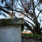 Fotografii mostre: Sigma 24mm f/3.5 DG DN C + Sony Alpha 7R II - RAW-Lightroom Classic v9.4