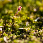 Ukázkové fotografie: Nikon D300 + Nikkor 105mm f/2.8 AF-S VR IF-ED Micro