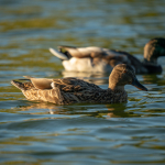 Приклади фотографій: Sigma 150-600mm f/5-6.3 DG DN OS | Sports + Sony Alpha 7R II - RAW-Lightroom CC v10.4