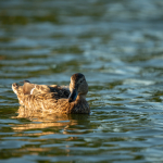 Приклади фотографій: Sigma 150-600mm f/5-6.3 DG DN OS | Sports + Sony Alpha 7R II - RAW-Lightroom CC v10.4