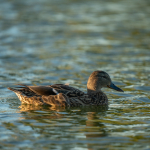 Приклади фотографій: Sigma 150-600mm f/5-6.3 DG DN OS | Sports + Sony Alpha 7R II - RAW-Lightroom CC v10.4