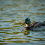 Приклади фотографій: Sigma 150-600mm f/5-6.3 DG DN OS | Sports + Sony Alpha 7R II - RAW-Lightroom CC v10.4