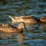 Приклади фотографій: Sigma 150-600mm f/5-6.3 DG DN OS | Sports + Sony Alpha 7R II - RAW-Lightroom CC v10.4