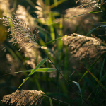 Приклади фотографій: Sigma 150-600mm f/5-6.3 DG DN OS | Sports + Sony Alpha 7R II - RAW-Lightroom CC v10.4