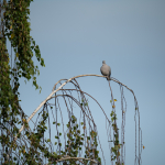 Приклади фотографій: Sigma 150-600mm f/5-6.3 DG DN OS | Sports + Sony Alpha 7R II - RAW-Lightroom CC v10.4