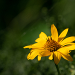 Приклади фотографій: Sigma 150-600mm f/5-6.3 DG DN OS | Sports + Sony Alpha 7R II - RAW-Lightroom CC v10.4