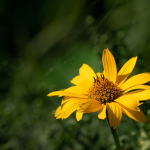 Приклади фотографій: Sigma 150-600mm f/5-6.3 DG DN OS | Sports + Sony Alpha 7R II - RAW-Lightroom CC v10.4