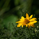 Приклади фотографій: Sigma 150-600mm f/5-6.3 DG DN OS | Sports + Sony Alpha 7R II - RAW-Lightroom CC v10.4