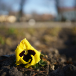 Sample Photos: Sigma 24mm f/2 DG DN C + Sony Alpha 7R II - RAW-Lightroom Classic v11.2