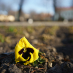 Sample Photos: Sigma 24mm f/2 DG DN C + Sony Alpha 7R II - RAW-Lightroom Classic v11.2