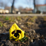 Fotografii mostre: Sigma 24mm f/2 DG DN C + Sony Alpha 7R II - RAW-Lightroom Classic v11.2