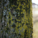 Sample Photos: Sigma 24mm f/2 DG DN C + Sony Alpha 7R II - RAW-Lightroom Classic v11.2