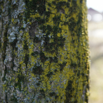 Sample Photos: Sigma 24mm f/2 DG DN C + Sony Alpha 7R II - RAW-Lightroom Classic v11.2