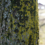 Sample Photos: Sigma 24mm f/2 DG DN C + Sony Alpha 7R II - RAW-Lightroom Classic v11.2
