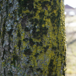 Sample Photos: Sigma 24mm f/2 DG DN C + Sony Alpha 7R II - RAW-Lightroom Classic v11.2