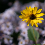 Fotografii mostre: Sigma 90mm f/2.8 DG DN | Contemporary + Sony Alpha 7R II - RAW-Lightroom Classic CC