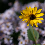 Fotografii mostre: Sigma 90mm f/2.8 DG DN | Contemporary + Sony Alpha 7R II - RAW-Lightroom Classic CC