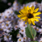 Fotografii mostre: Sigma 90mm f/2.8 DG DN | Contemporary + Sony Alpha 7R II - RAW-Lightroom Classic CC