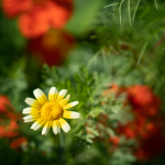 Minta fotók: Sigma 90mm f/2.8 DG DN | Contemporary + Sony Alpha 7R II - RAW-Lightroom Classic CC
