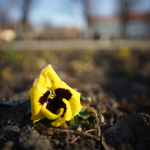 Fotografii mostre: Sigma 20mm f/2 DG DN C + Sony Alpha 7R II - RAW-Lightroom Classic v11.2