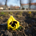 Fotografii mostre: Sigma 20mm f/2 DG DN C + Sony Alpha 7R II - RAW-Lightroom Classic v11.2