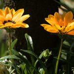 Ukázkové fotografie: Nikon D810 + Nikkor 70-300mm f/4.5-5.6G AF-S VR - RAW-Lightroom 6.1