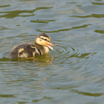 Примеры фотографий: Olympus E-410 + Zuiko Digital ED 300mm f/2.8