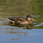 Приклади фотографій: Canon EOS-400D + 18-200mm f/3.5-6.3 DC