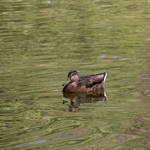 Приклади фотографій: Canon EOS-400D + 18-200mm f/3.5-6.3 DC