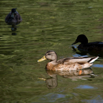 Приклади фотографій: Canon EOS-400D + 18-200mm f/3.5-6.3 DC