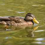 Musterfotos: Canon EOS-400D + 70-300mm f/4-5.6 APO DG MACRO