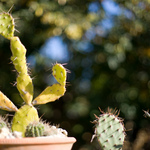 Fotografii mostre: 50mm f/1.4 + Sony A900