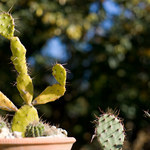 Musterfotos: 50mm f/1.4 + Sony A900